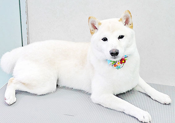 熊谷ソルちゃん