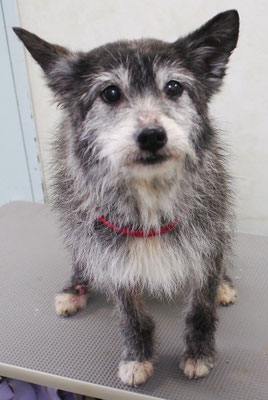 上之コロちゃん