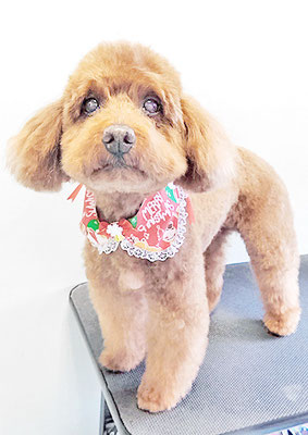 佐々木マルちゃん