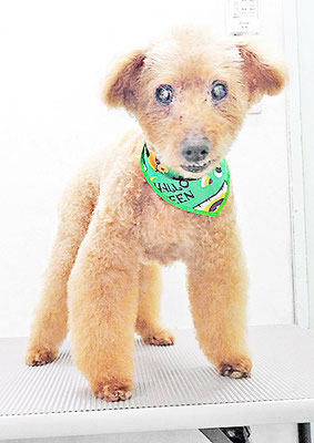 前田ソルファちゃん