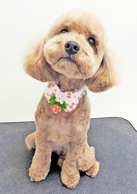 野間口ニコちゃん