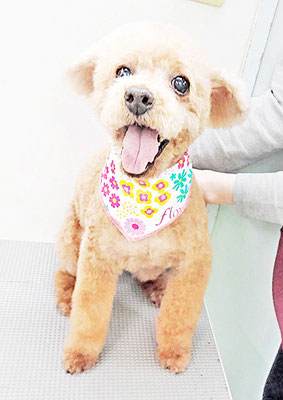 中野こむぎちゃん