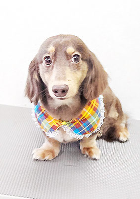 竪山チョコちゃん