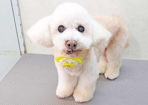 三宅美豚ちゃん