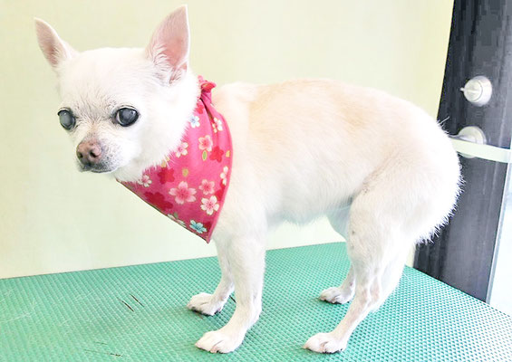 永瀬エルメちゃん