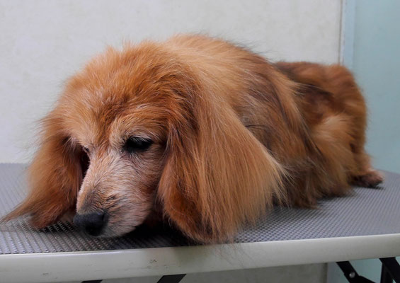 川吉モモちゃん