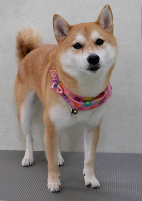 小村ユズちゃん