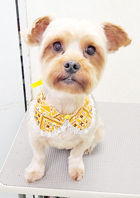 山口ポンズちゃん