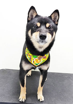 中野めらんちゃん