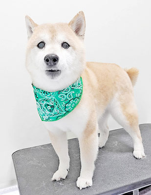 中森ラフちゃん