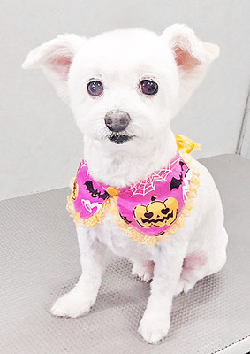 橋口リリィちゃん