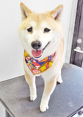 中森ラフちゃん