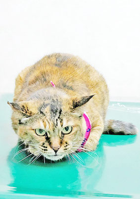 玉手サビちゃん