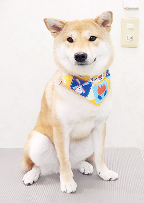 玖須ルビーちゃん