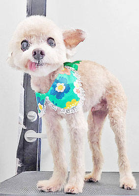 野口ティガちゃん