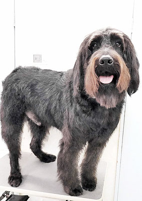 田代ロッティちゃん