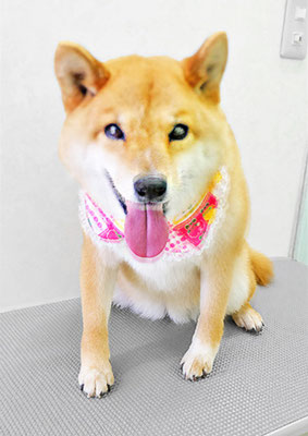 八木アズキちゃん