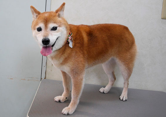 藤井リンちゃん