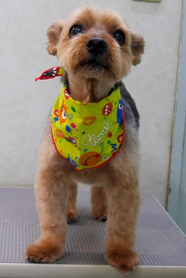 中野ルパンちゃん