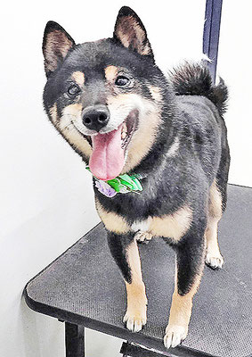 中野めらんちゃん