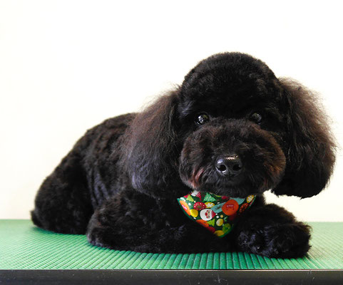 本坊ダノちゃん