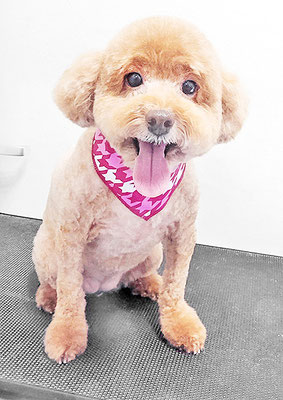 木村プリンちゃん