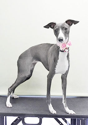 宮下レジーナちゃん