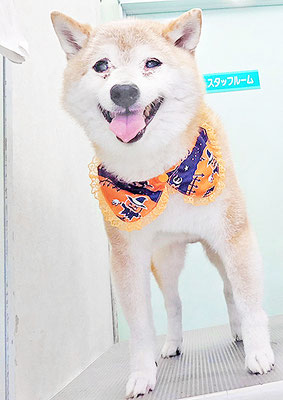 中森ラフちゃん