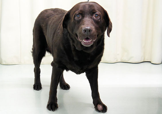 田代チャコちゃん