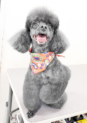 竹崎ルフィちゃん