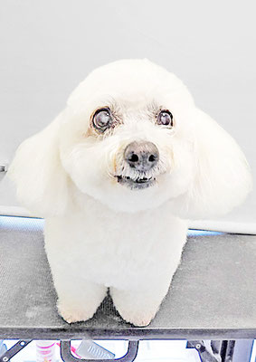 吉本ラピスちゃん