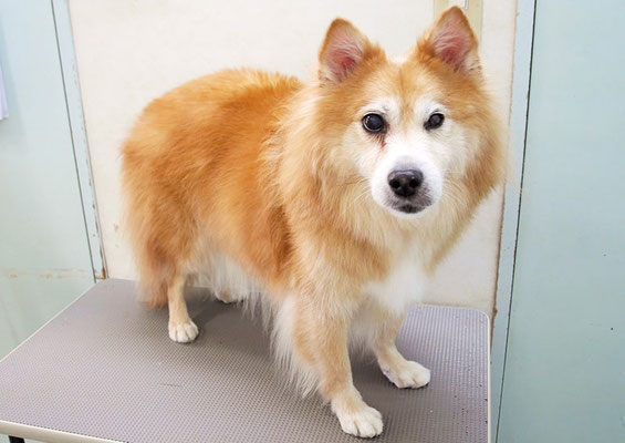 村松ゴンちゃん