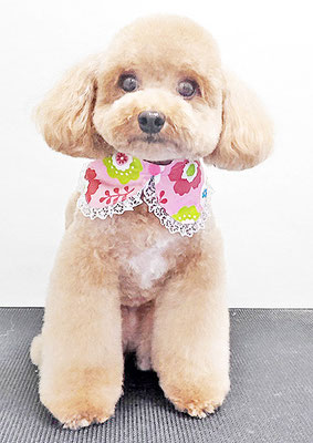 田淵マロンちゃん