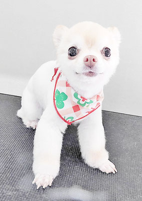 作島うみちゃん