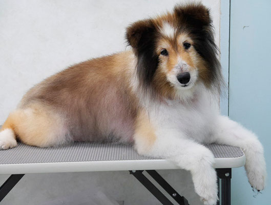 片平リッキーちゃん