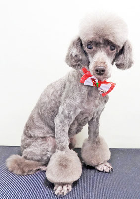 渡辺モップちゃん