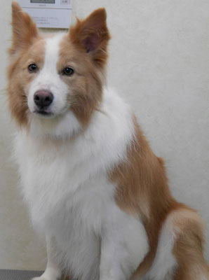 森本アンズちゃん