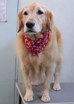 菊川チェリーちゃん