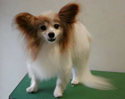 児島ヴィヴィアンちゃん