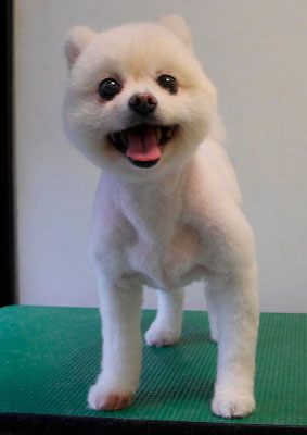 千葉チビちゃん