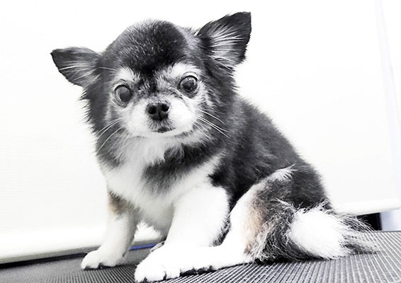 八木クロちゃん