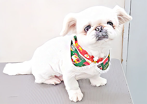 本多かずはちゃん