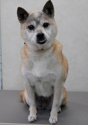 八反田チョコちゃん