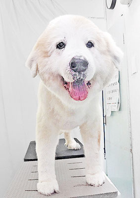 田代メイちゃん