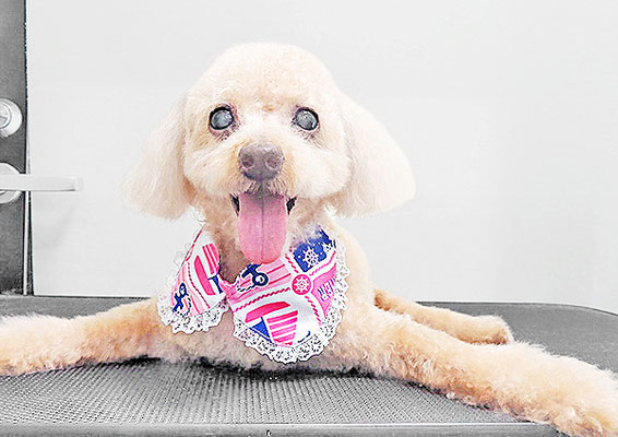 北チャ子ちゃん