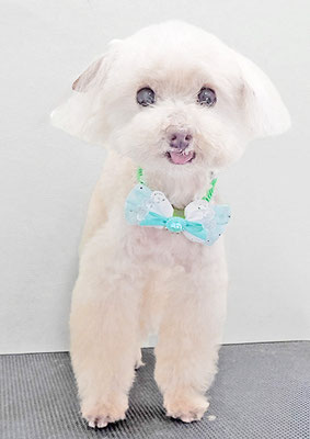 田淵コマロちゃん