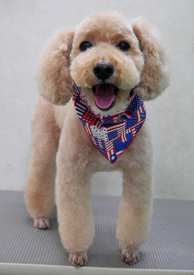 岩元アップちゃん