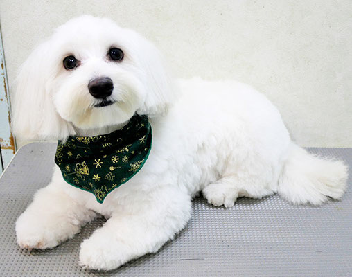 鳥丸ソルトちゃん