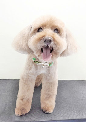 米澤ミントちゃん