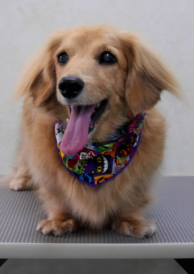 湯田ハヤテちゃん